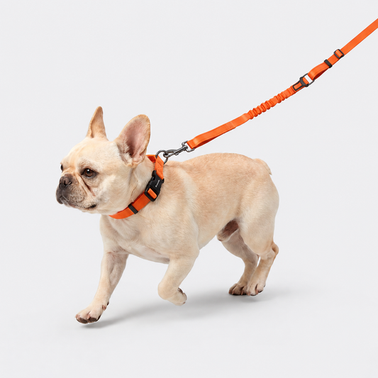 Laisse pour chien avec double poignée et amortisseur élastique – Réglable, réfléchissante et attache de sécurité pour voiture