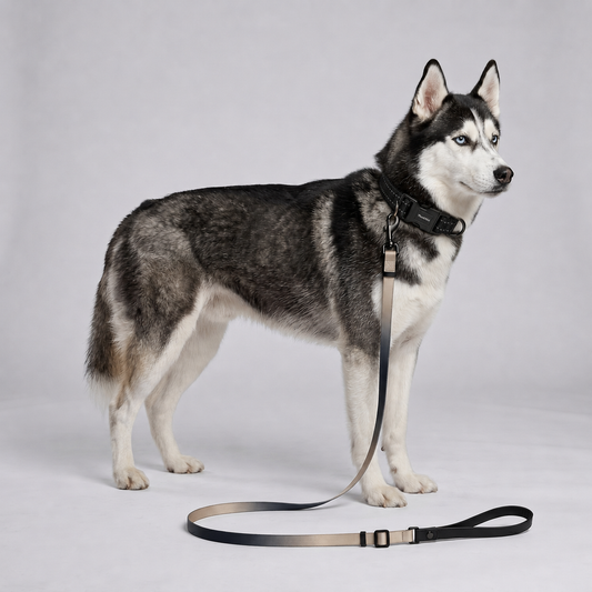 Laisse réglable pour chien – Promenade quotidienne