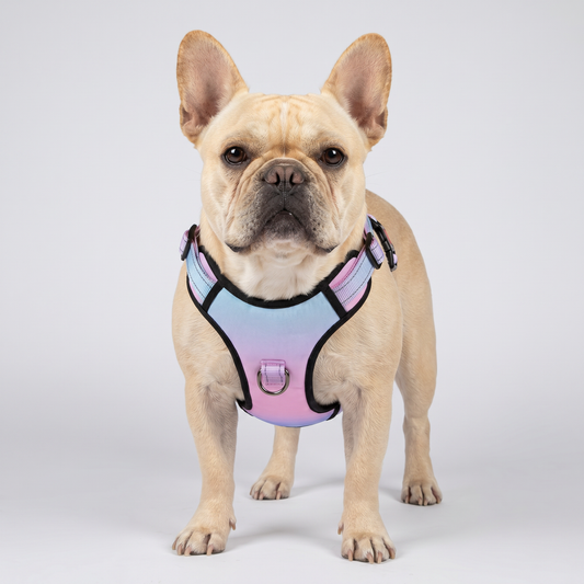Harnais réglable et réfléchissant pour chien – Confort & maintien